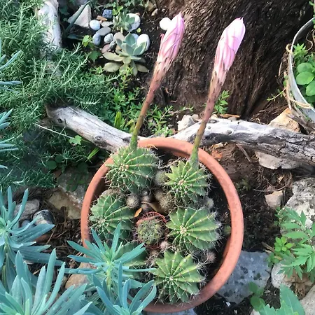 House Neytiri Vakantiehuis