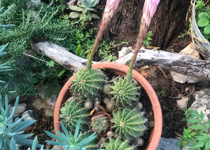 House Neytiri Casa vacanze